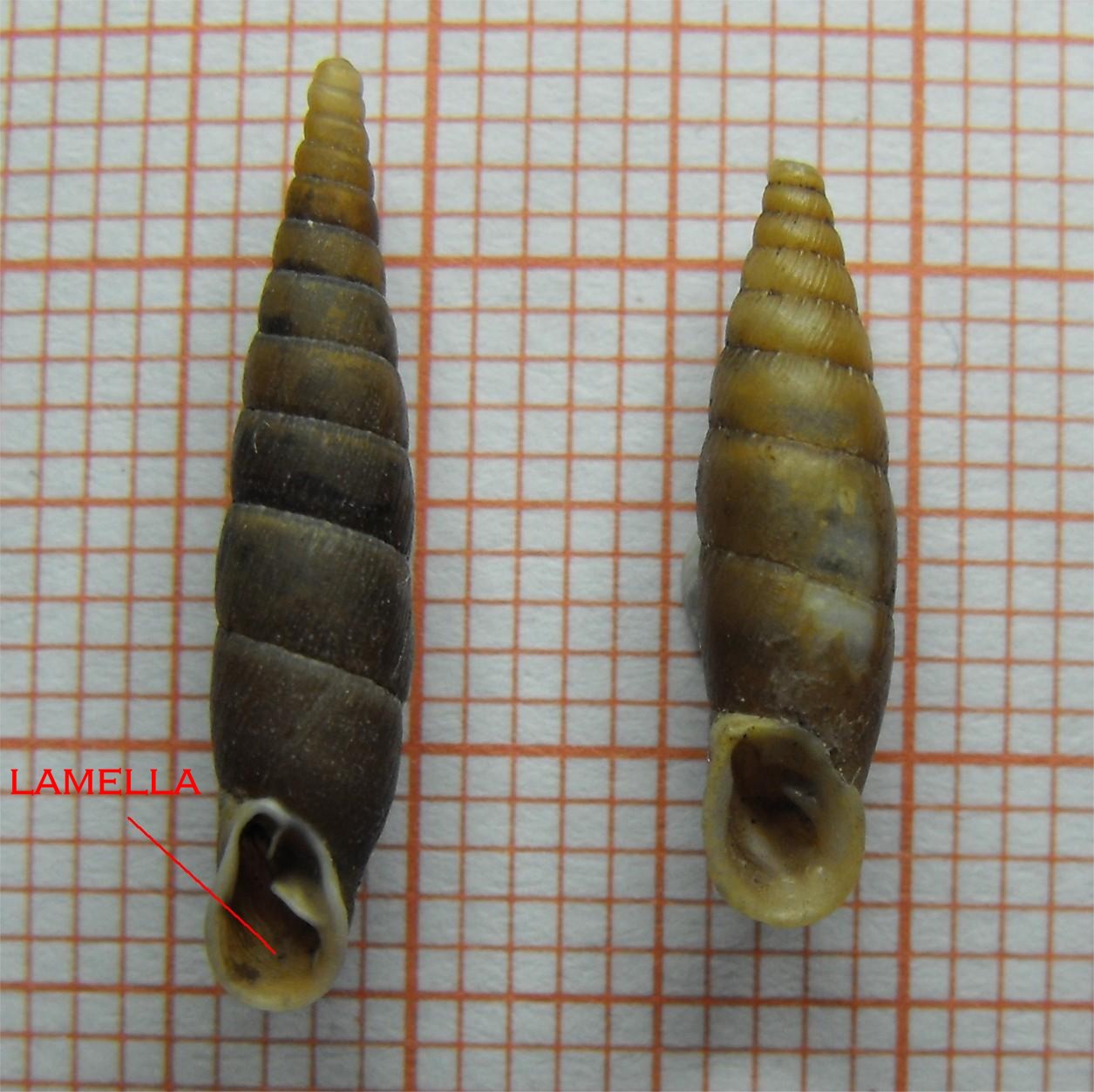 Charpentieria itala itala Monte Cinto